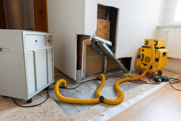 Professional Mold Removal in Thomasville, NC