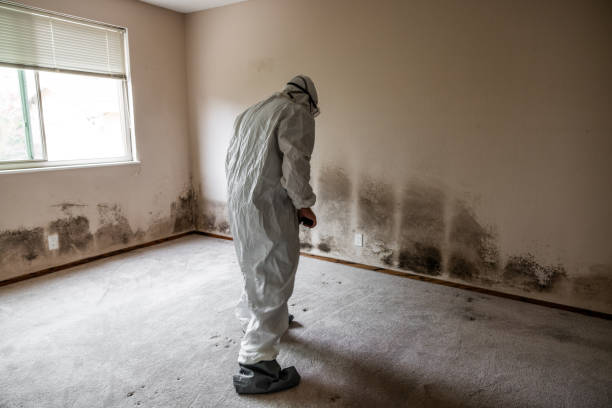 Asbestos and Lead Testing During Mold Inspection